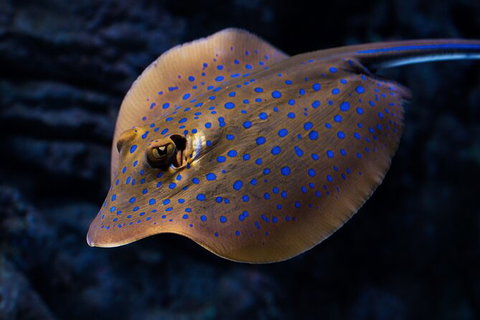 Cairns Aquarium By Twilight With 3 Course Dinner - Tourism Hervey Bay 2