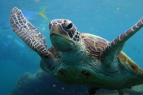 2 Night Whitsunday Islands Cruise On Atlantic Clipper From Airlie Beach - Hervey Bay Accommodation 6