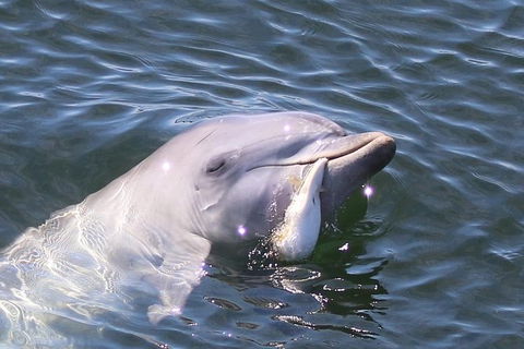 Kayak Tour In Adelaide Dolphin Sanctuary - Tourism Hervey Bay 6
