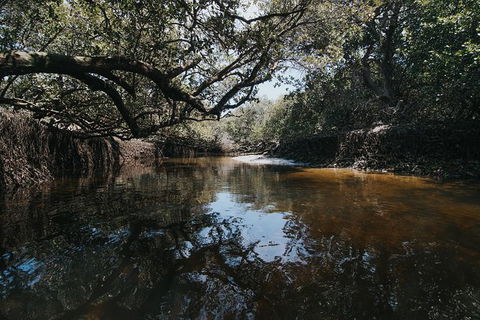 Kayak Tour In Adelaide Dolphin Sanctuary - Tourism Hervey Bay 1