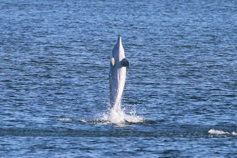 Kayak Tour In Adelaide Dolphin Sanctuary - Tourism Hervey Bay 3