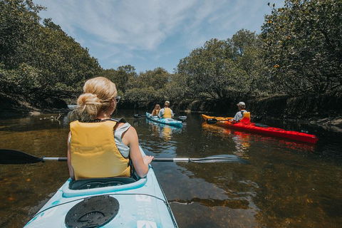Kayak Tour In Adelaide Dolphin Sanctuary - Tourism Hervey Bay 5