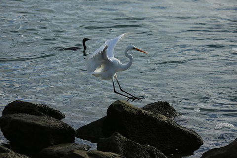 Kayak Tour In Adelaide Dolphin Sanctuary - Tourism Hervey Bay 8
