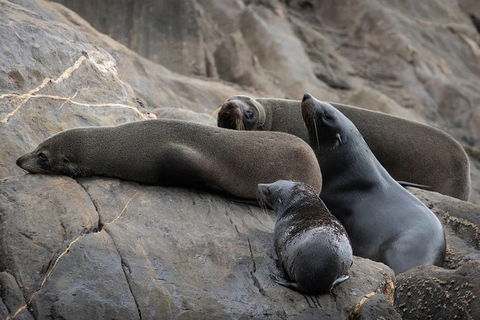 Kangaroo Island Ocean Safari - Snorkeling Safari - Tourism Hervey Bay 7