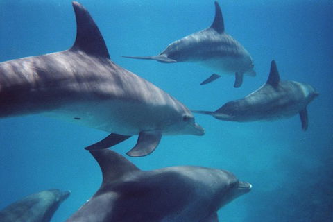 Kangaroo Island Ocean Safari - Snorkeling Safari - Tourism Hervey Bay 3