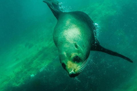 Kangaroo Island Ocean Safari - Snorkeling Safari - Tourism Hervey Bay 5