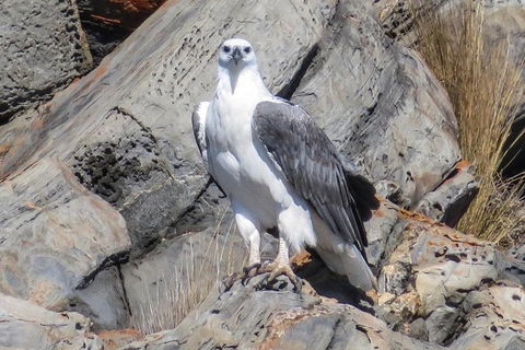 Kangaroo Island Ocean Safari - Snorkeling Safari - Tourism Hervey Bay 2