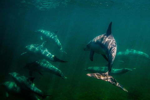 Kangaroo Island Ocean Safari - Snorkeling Safari - Tourism Hervey Bay 1