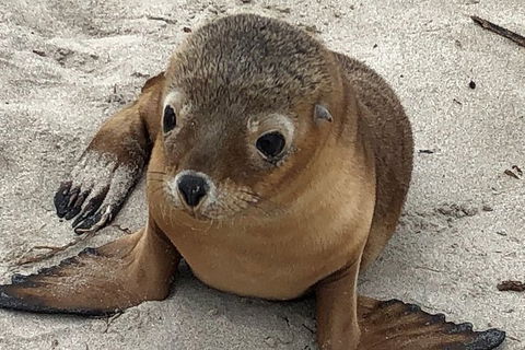 Kangaroo Island Scenic Trail Tour - Tourism Hervey Bay 6