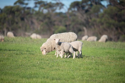 Fine Flavours - Full Day Kangaroo Island Food & Wine Tour - Hervey Bay Accommodation 9