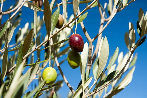 Fine Flavours - Full Day Kangaroo Island Food & Wine Tour - Hervey Bay Accommodation 3