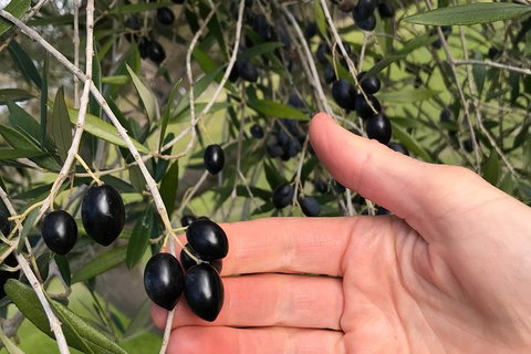 Fine Flavours - Full Day Kangaroo Island Food & Wine Tour - Hervey Bay Accommodation 4