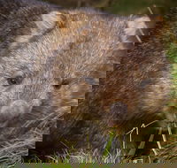 Cradle Mountain Wildlife Spotting after Dark - Hervey Bay Accommodation