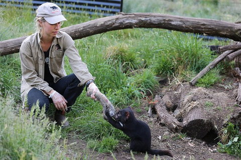 After Dark Tasmanian Devil Feeding Tour At Cradle Mountain - Tourism Hervey Bay 3