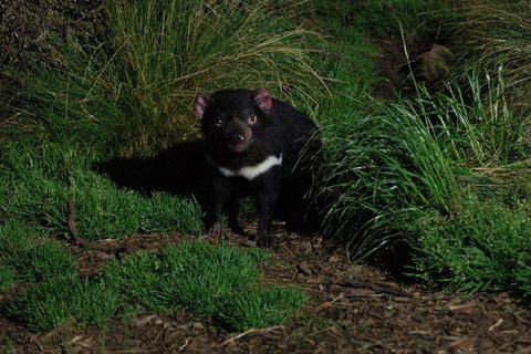 After Dark Tasmanian Devil Feeding Tour At Cradle Mountain - Tourism Hervey Bay 1