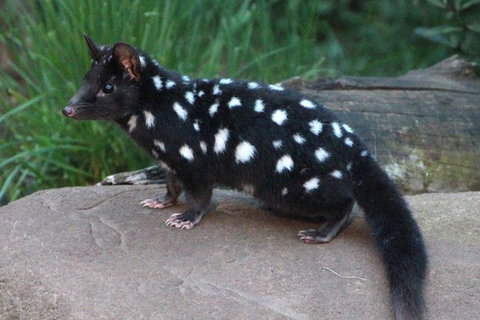 After Dark Tasmanian Devil Feeding Tour At Cradle Mountain - Tourism Hervey Bay 5