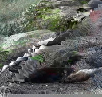 After Dark Tasmanian Devil Feeding Tour at Cradle Mountain - Hervey Bay Accommodation