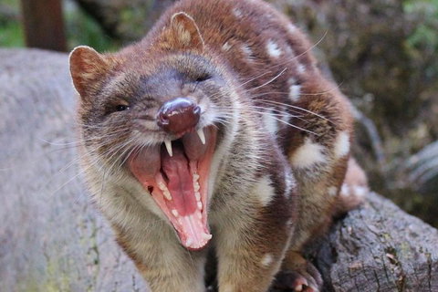 After Dark Tasmanian Devil Feeding Tour At Cradle Mountain - Tourism Hervey Bay 4