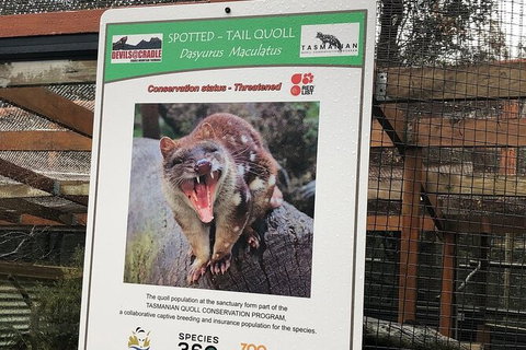 After Dark Tasmanian Devil Feeding Tour At Cradle Mountain - Tourism Hervey Bay 2