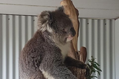 Shore Excursion: Coast, Caves And Wildlife Park - 8 Hour Tour - Hervey Bay Accommodation 11