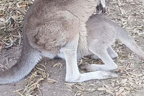 Shore Excursion: Coast, Caves And Wildlife Park - 8 Hour Tour - Hervey Bay Accommodation 19