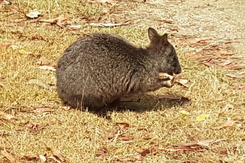 Shore Excursion: Coast, Caves And Wildlife Park - 8 Hour Tour - Hervey Bay Accommodation 3