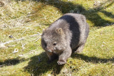 Shore Excursion: Coast, Caves And Wildlife Park - 8 Hour Tour - Hervey Bay Accommodation 6