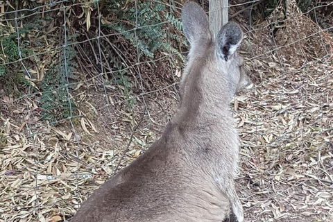 Shore Excursion: Coast, Caves And Wildlife Park - 8 Hour Tour - Hervey Bay Accommodation 9