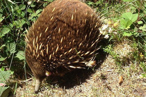 Shore Excursion: Coast, Caves And Wildlife Park - 8 Hour Tour - Hervey Bay Accommodation 18
