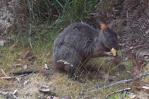 Cruise Ship Excursion: NW Tassie Coastal Explorer - Hervey Bay Accommodation 5