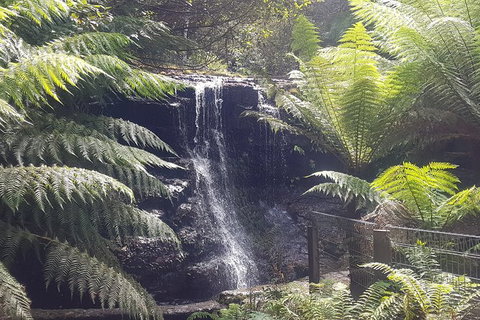 Mt. Wellington Morning Hike + Afternoon Beer & History Walk - Hervey Bay Accommodation 16