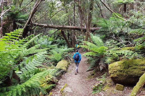 Mt. Wellington Morning Hike + Afternoon Beer & History Walk - Hervey Bay Accommodation 7