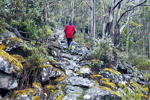 Mt. Wellington Morning Hike + Afternoon Beer & History Walk - Hervey Bay Accommodation 8