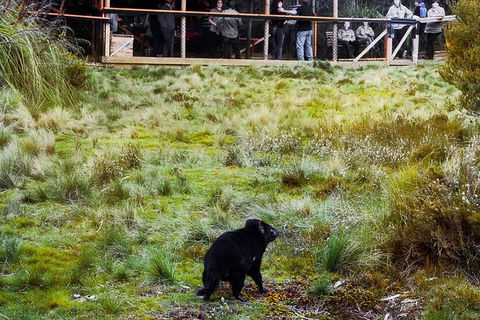 1-Hour Tasmanian Devil Feeding Day Tour At Cradle Mountain - Hervey Bay Accommodation 4