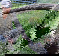 1-Hour Tasmanian Devil Feeding Day Tour at Cradle Mountain - Hervey Bay Accommodation