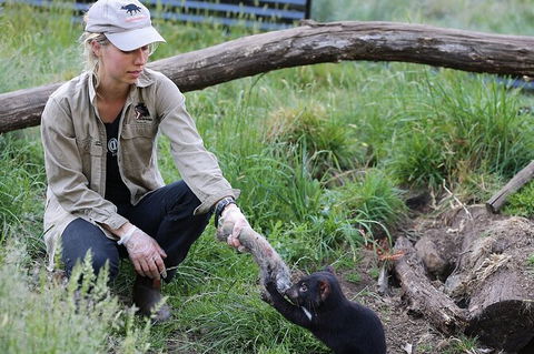 1-Hour Tasmanian Devil Feeding Day Tour At Cradle Mountain - Hervey Bay Accommodation 0