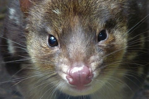 1-Hour Tasmanian Devil Feeding Day Tour At Cradle Mountain - Hervey Bay Accommodation 2