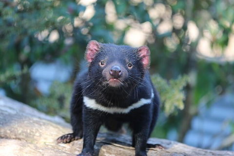 1-Hour Tasmanian Devil Feeding Day Tour At Cradle Mountain - Hervey Bay Accommodation 5