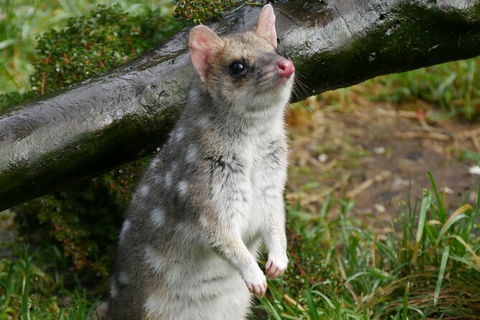 1-Hour Tasmanian Devil Feeding Day Tour At Cradle Mountain - Hervey Bay Accommodation 3