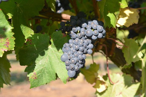 Meet The Farmer, Meet The Chef For 2 People - Tourism Hervey Bay 7