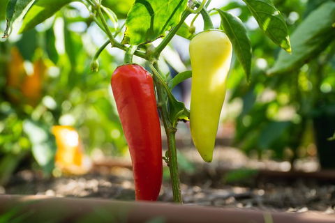 Meet The Farmer, Meet The Chef For 2 People - Tourism Hervey Bay 4