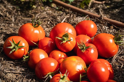 Meet The Farmer, Meet The Chef For 2 People - Tourism Hervey Bay 12