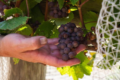 Meet The Farmer, Meet The Chef For 2 People - Tourism Hervey Bay 11