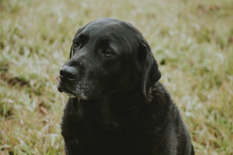 Daylesford Private, Corporate, Group Wine Tours: Wine, Cider, Gin, Vodka, Port! - Tourism Hervey Bay 4