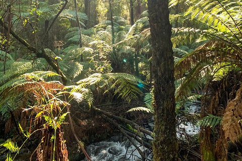 Hiking Tour To Aqueduct And Warburton Valley Lookout - Tourism Hervey Bay 3