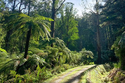 Hiking Tour To Aqueduct And Warburton Valley Lookout - Tourism Hervey Bay 1