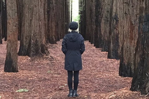 Private Aqueduct To California Redwoods Hiking Tour - Hervey Bay Accommodation 1