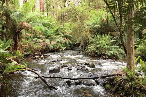 Private Aqueduct To California Redwoods Hiking Tour - Hervey Bay Accommodation 3