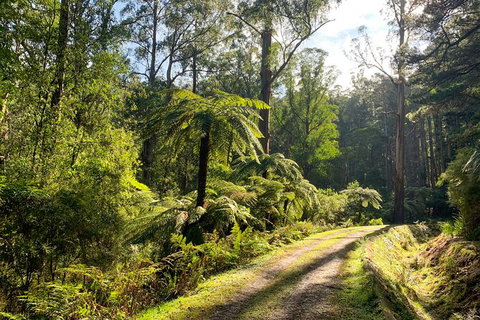 Private Aqueduct To California Redwoods Hiking Tour - Hervey Bay Accommodation 0