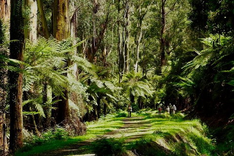 Private Aqueduct To California Redwoods Hiking Tour - Hervey Bay Accommodation 2